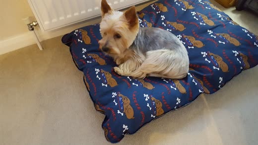 A small grey-and-tan terrier with a freshly trimmed coat lying on a dog bed