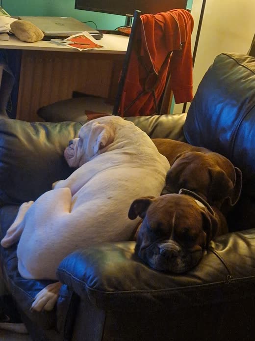 A white bulldog and two boxers asleep together on an armchair